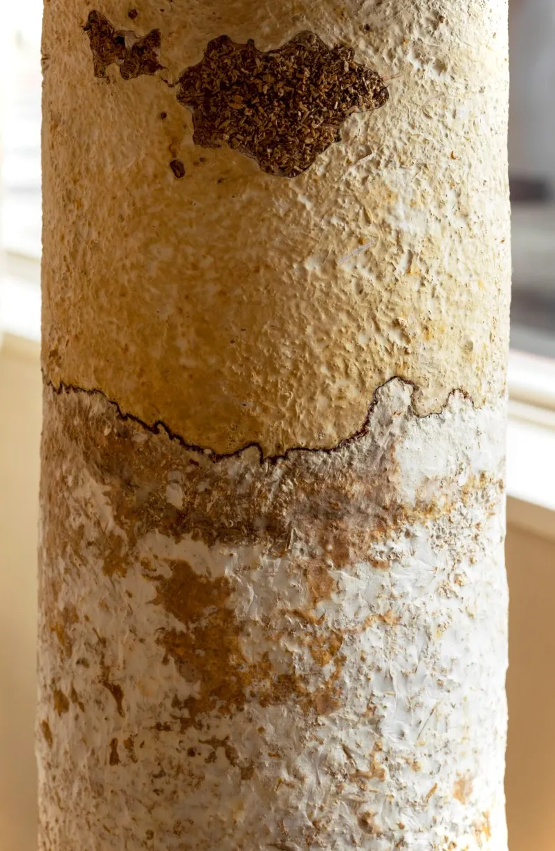 Se utilizaron especies de hongos Reishi y micelio para crear pedestales y patas para las exhibiciones.
